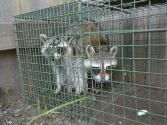 Raccon removal experts - New Orleans Louisiana